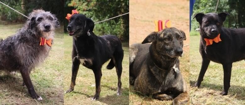 Cães do Canil de Louveira aguardam por um novo lar
