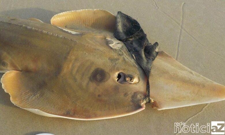 Raia é encontrada morta e com máscara facial em praia de Guarujá