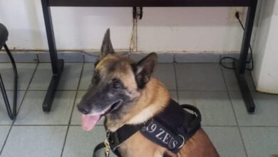 Drogas e simulacro de arma são encontrados pelo Canil da Guarda de Jundiaí