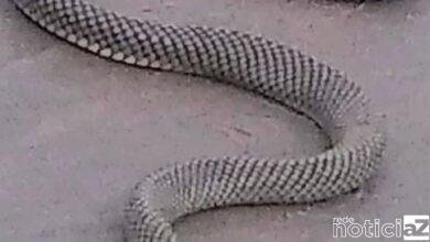 Cobra d'água é vista na praia e banhista salva de espancamento