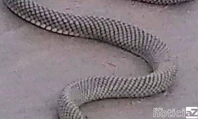 Cobra d'água é vista na praia e banhista salva de espancamento