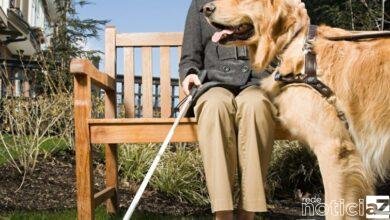 Cão-guia pode ajudar famílias com deficiência visual