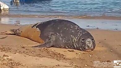 Elefante-marinho dá as caras no Litoral