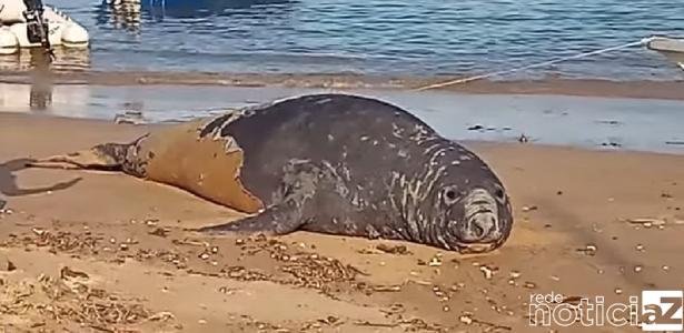 Elefante-marinho dá as caras no Litoral