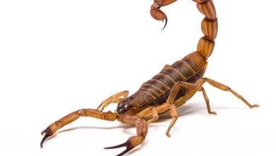 Moradores de Louveira são alertados sobre escorpiões