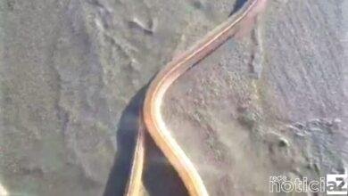 VÍDEO - Presença de 'cobra fantasma' no Litoral intriga banhistas