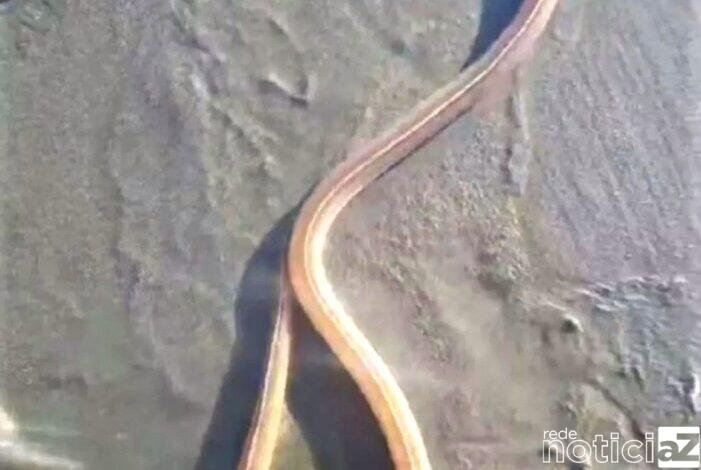 VÍDEO - Presença de 'cobra fantasma' no Litoral intriga banhistas