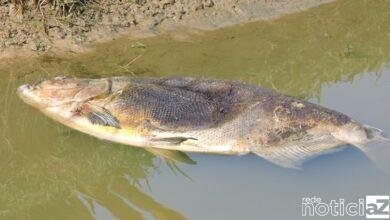 Peixes aparecem mortos em rio de Jundiaí
