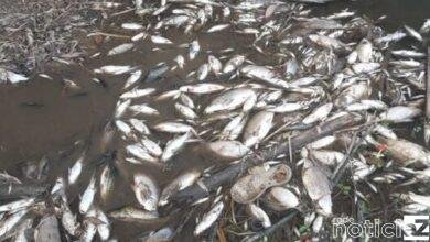 Centenas de peixes aparecem mortos no Litoral