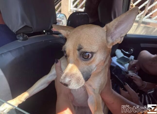 Suspeito de abusar de cachorra é preso em Cabreúva