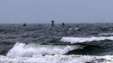 Baleia é flagrada próxima de praia no Litoral