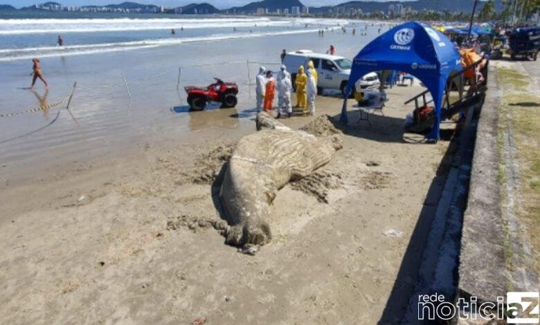 Corpo de filhote de baleia encalha no Litoral de São Paulo