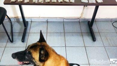 Canil da Guarda de Jundiaí apreende adolescente envolvido com o tráfico