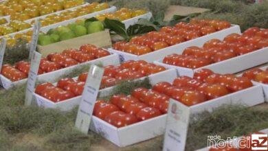 Festa do Caqui de Itatiba começa neste sábado após adiamento