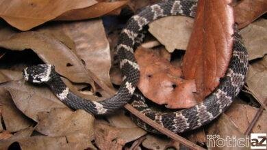 Moradores são surpreendidos com a aparição de cobra 'dormideira' dentro do capô de carro
