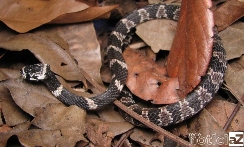 Moradores são surpreendidos com a aparição de cobra 'dormideira' dentro do capô de carro