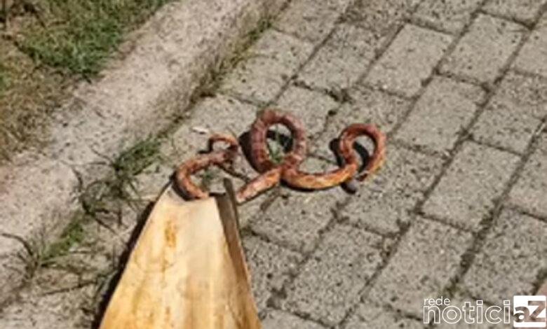 Cobra exótica dos Estados Unidos é encontrada atropelada no Litoral de São Paulo