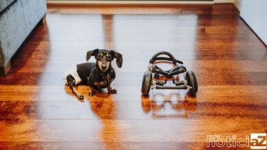 Animal com deficiência