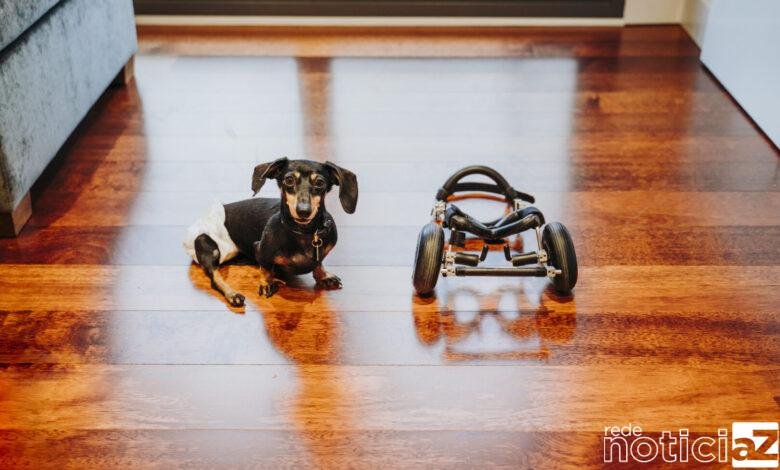 Animal com deficiência