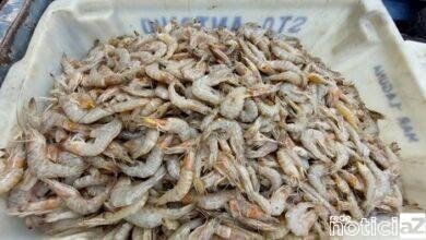 Operação contra a pesca ilegal de camarão no Litoral resulta em R$ 100 mil em multas