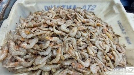 Operação contra a pesca ilegal de camarão no Litoral resulta em R$ 100 mil em multas