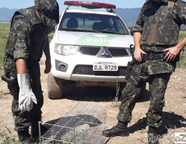 VÍDEO - Polícia resgata lagarto 'dinossauro' debaixo de caixa d'água