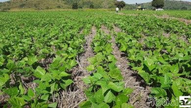 Conservação do solo