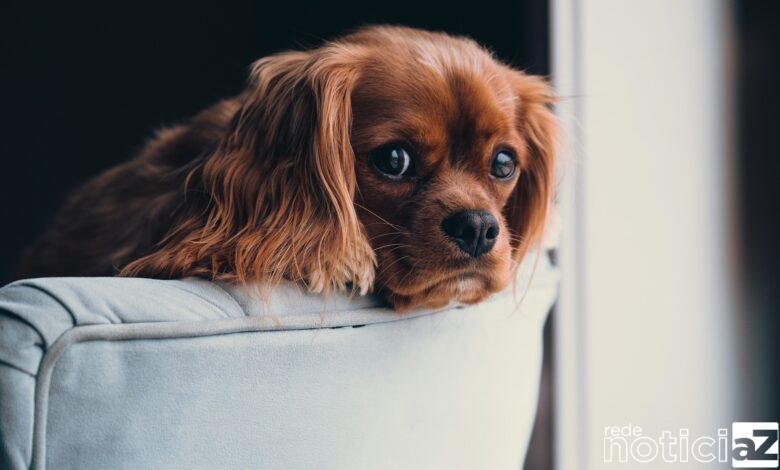 Cachorro