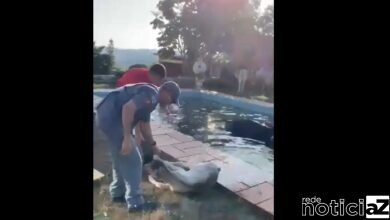 Bombeiros resgatam bezerro