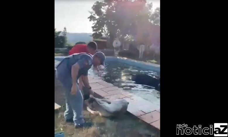 Bombeiros resgatam bezerro