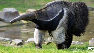 Zooparque de Itatiba presencia nascimento de filhote de tamanduá-bandeira
