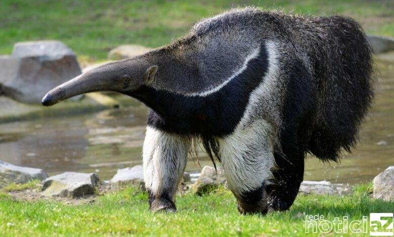 Zooparque de Itatiba presencia nascimento de filhote de tamanduá-bandeira