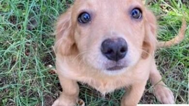 Zoonoses de Louveira conta com filhões de cães para a adoção