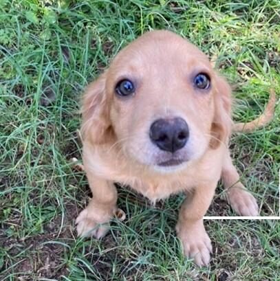 Zoonoses de Louveira conta com filhões de cães para a adoção