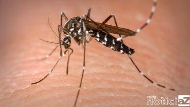 Brasil sofre com surto de dengue e em quatro meses chega ao número de casos da doença