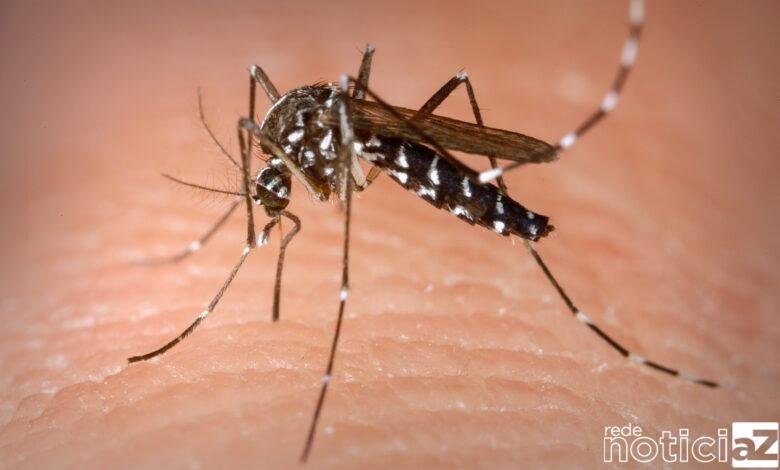 Brasil sofre com surto de dengue e em quatro meses chega ao número de casos da doença