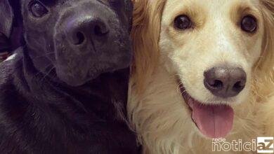 pets Influenciadores