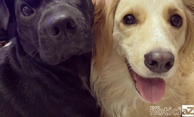 pets Influenciadores