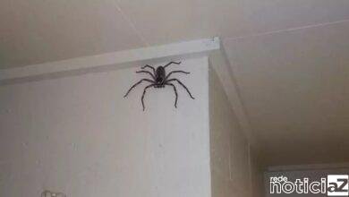 Família cria e divide a sua casa com aranha gigante