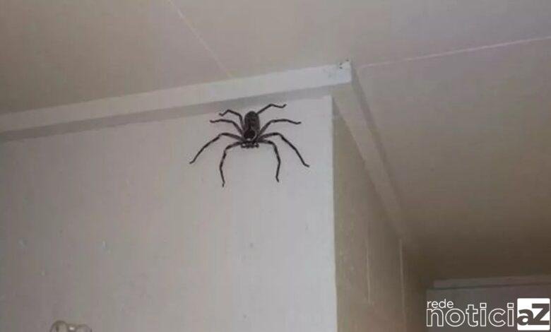 Família cria e divide a sua casa com aranha gigante
