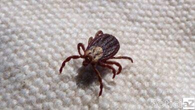 Jundiaí emite alerta contra a Febre Maculosa