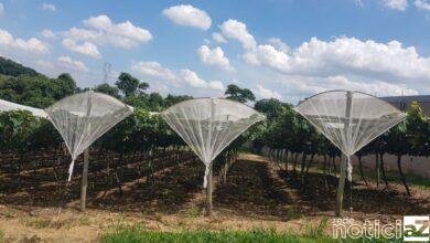 Prazo para participar do Programa Cultivo Protegido de Jundiaí vai até 13 de maio