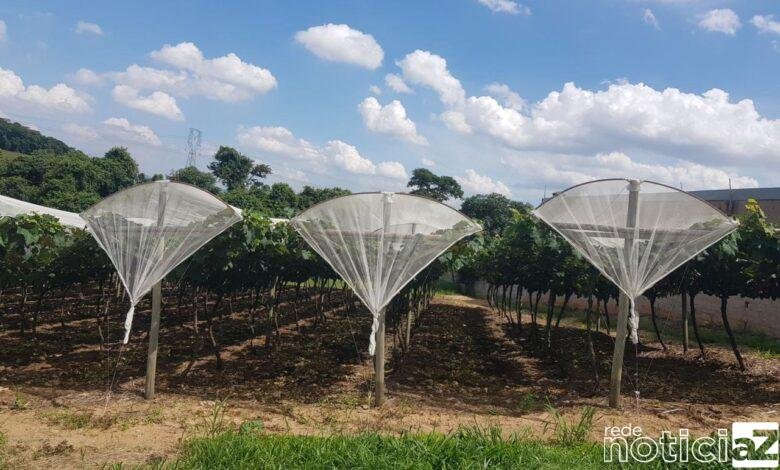 Prazo para participar do Programa Cultivo Protegido de Jundiaí vai até 13 de maio