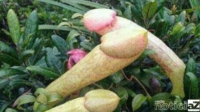 "Planta-pênis" viram febre entre os jovens e correm risco de extinção