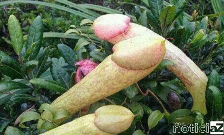 "Planta-pênis" viram febre entre os jovens e correm risco de extinção