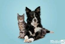 Campanha arrecada ração para cães e gatos em Jundiaí