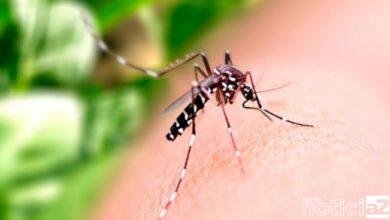 Sobe para 117 o número de casos confirmados de dengue em Louveira