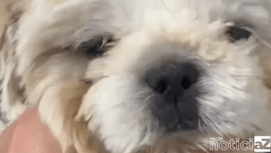 Conheça Chantilly uma filhote de 9 meses que precisa de uma cirurgia