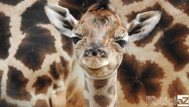 Zoológico de Itatiba faz enquete para escolher nome de Girafa