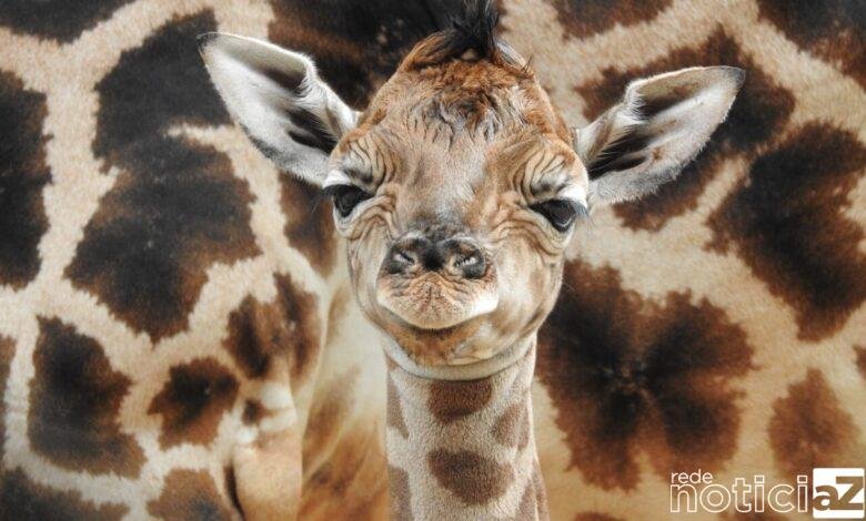 Zoológico de Itatiba faz enquete para escolher nome de Girafa